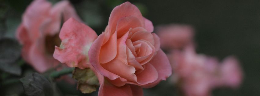 cunnilingus fontaine de jouvance sexotherapie floresdeoya 2